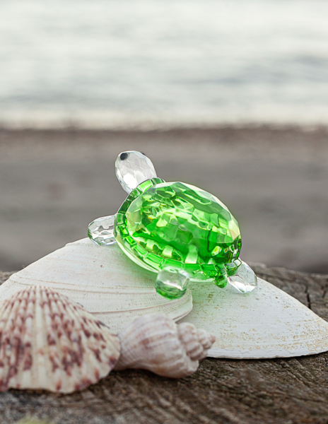 Lucky Coastal Turtle